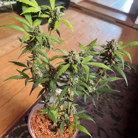 Blueberry Bubbelgum Auto growlog timeline photo