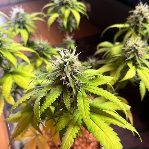 Skunk Dream CBD growlog timeline photo