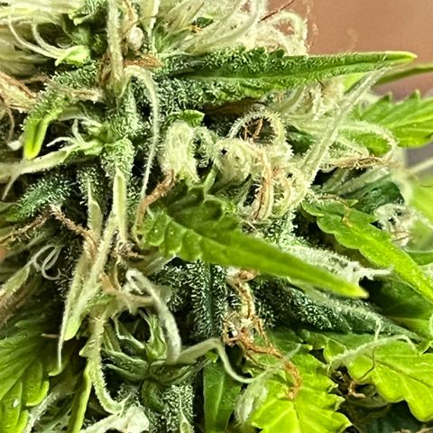 Skunk Dream CBD growlog timeline photo