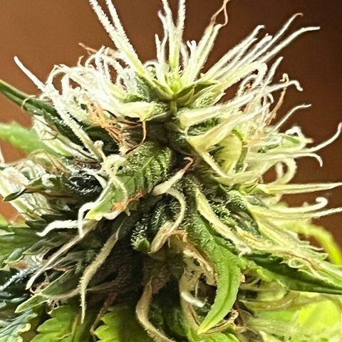 Skunk Dream CBD growlog timeline photo