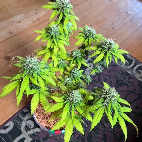 Skunk Dream CBD growlog timeline photo