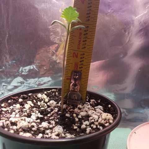 Bruce Banner Auto growlog timeline photo