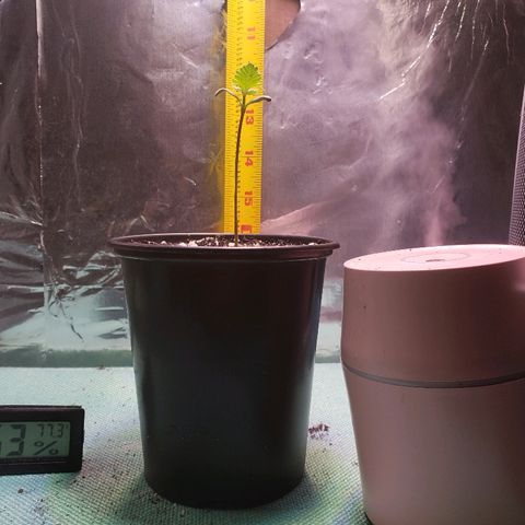 Bruce Banner Auto growlog timeline photo