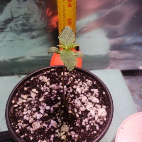 Bruce Banner Auto growlog timeline photo