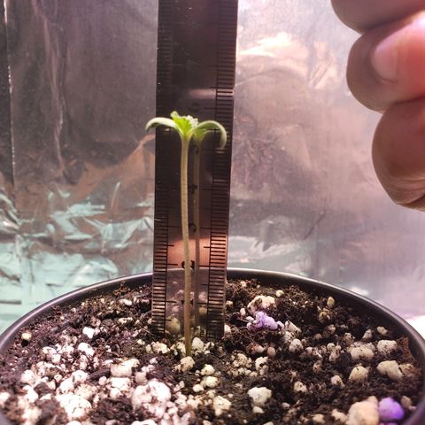 Bruce Banner Auto growlog timeline photo