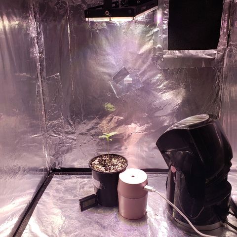 Bruce Banner Auto growlog timeline photo