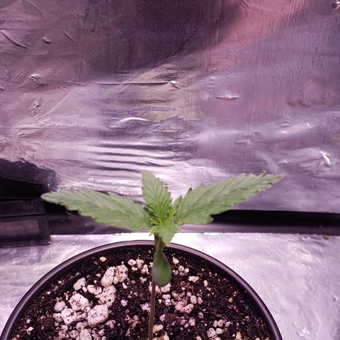 Bruce Banner Auto growlog timeline photo