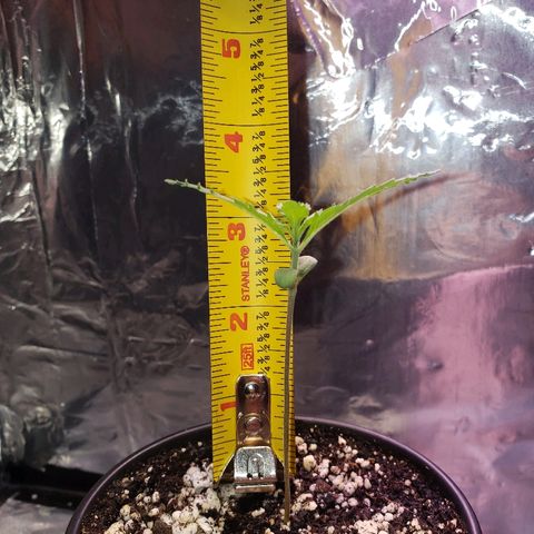 Bruce Banner Auto growlog timeline photo