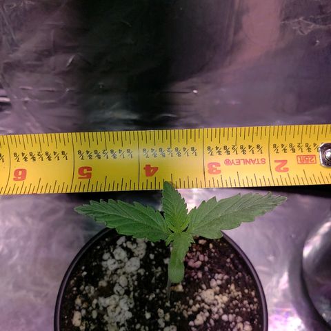 Bruce Banner Auto growlog timeline photo