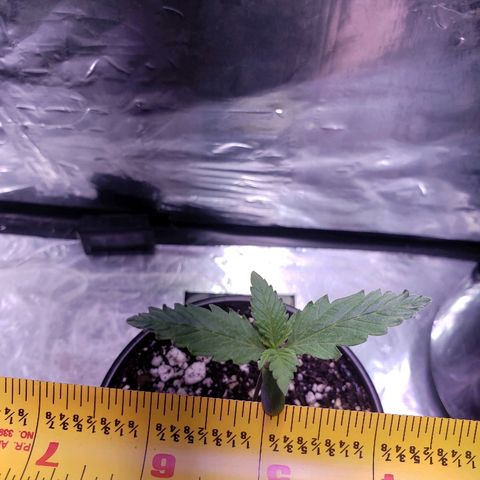 Bruce Banner Auto growlog timeline photo