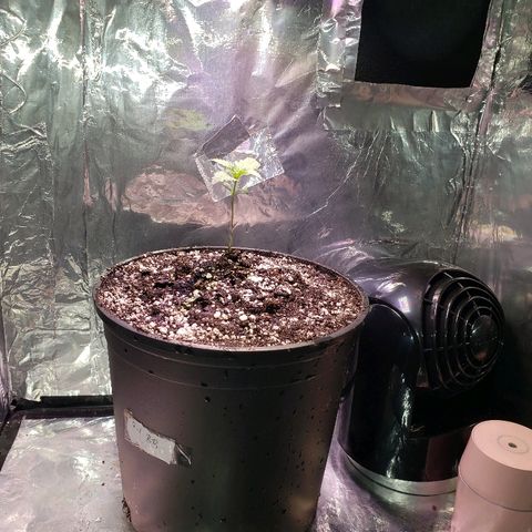 Bruce Banner Auto growlog photo: Transplant to 6.7L water only