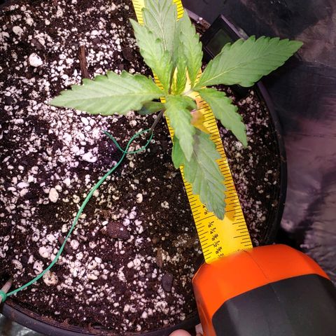 Bruce Banner Auto growlog timeline photo