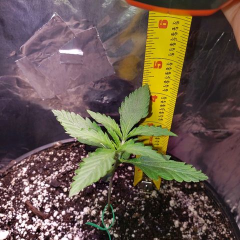 Bruce Banner Auto growlog timeline photo