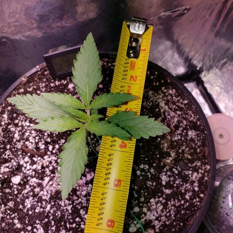 Bruce Banner Auto growlog timeline photo
