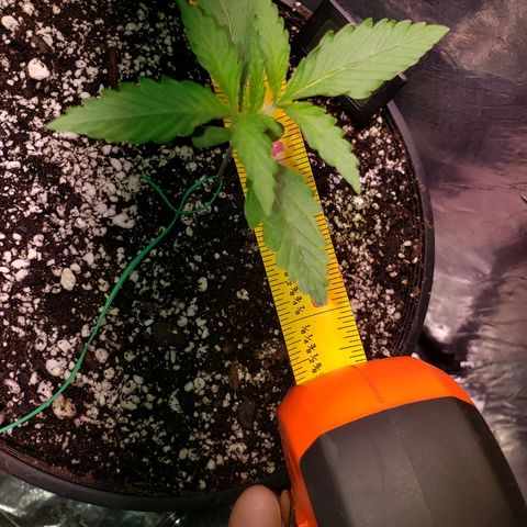 Bruce Banner Auto growlog timeline photo