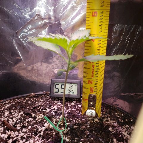 Bruce Banner Auto growlog timeline photo