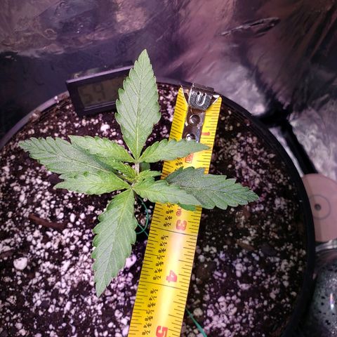 Bruce Banner Auto growlog timeline photo