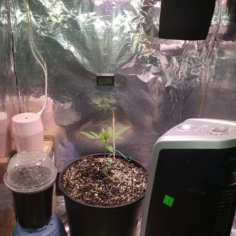 Bruce Banner Auto growlog timeline photo