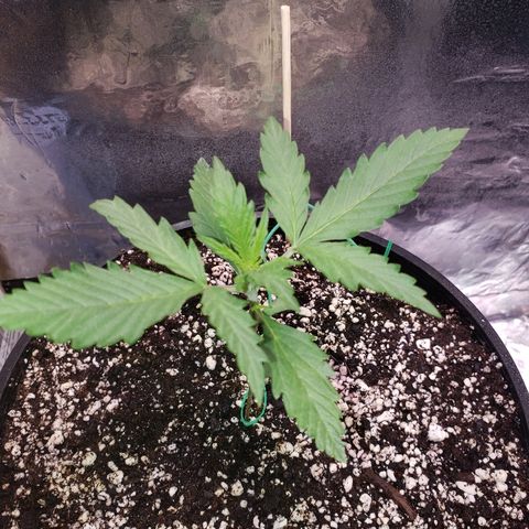 Bruce Banner Auto growlog timeline photo