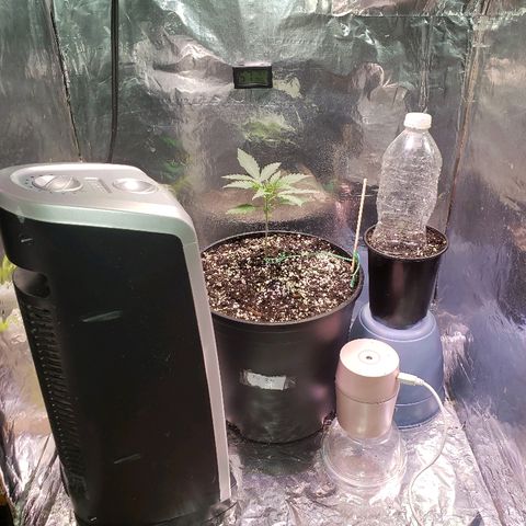 Bruce Banner Auto growlog photo: With co2 bottles in
