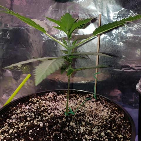 Bruce Banner Auto growlog timeline photo