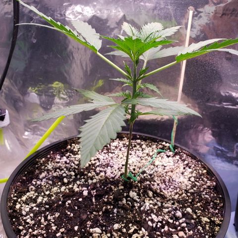 Bruce Banner Auto growlog timeline photo