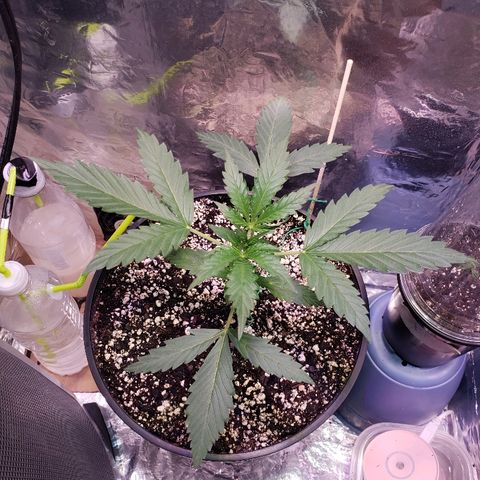 Bruce Banner Auto growlog timeline photo