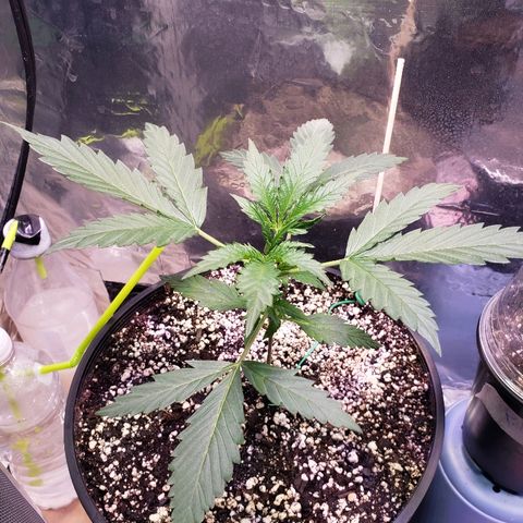 Bruce Banner Auto growlog timeline photo