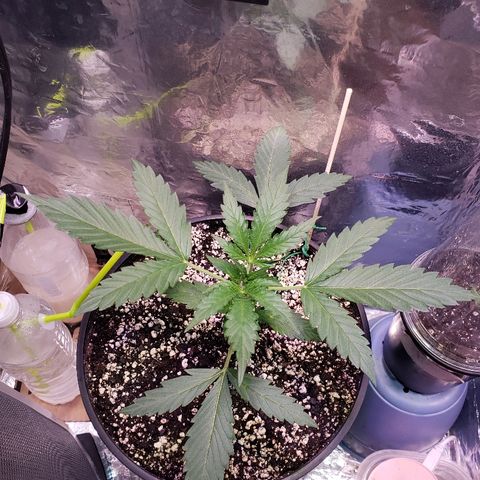 Bruce Banner Auto growlog timeline photo