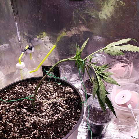 Bruce Banner Auto growlog photo: Last initial