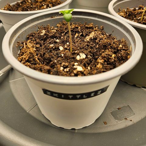 Zkittlez growlog photo: Keimling