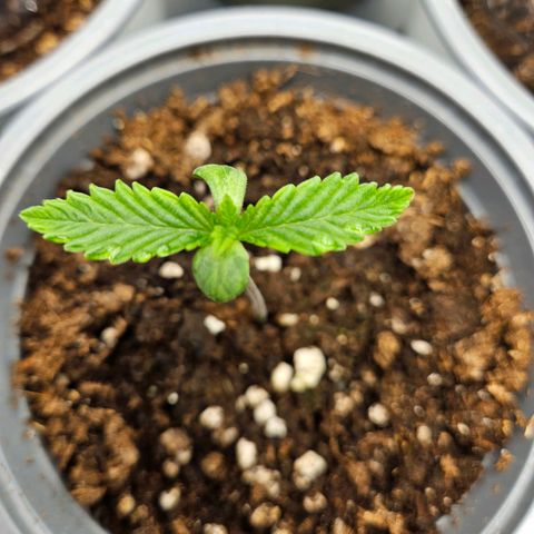 Zkittlez growlog photo: Zkittlez