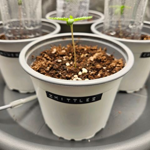 Zkittlez growlog photo: Zkittlez