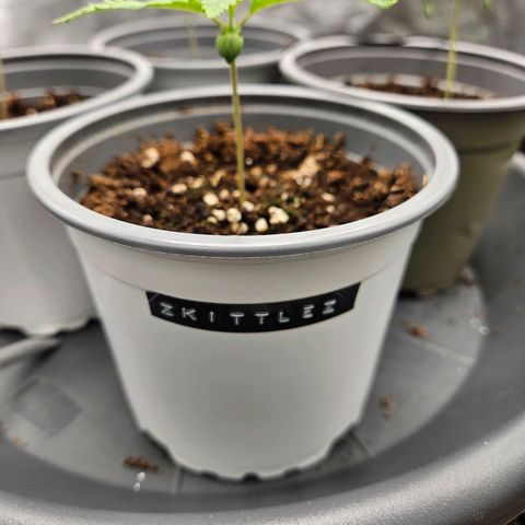 Zkittlez growlog photo: Zkittlez 