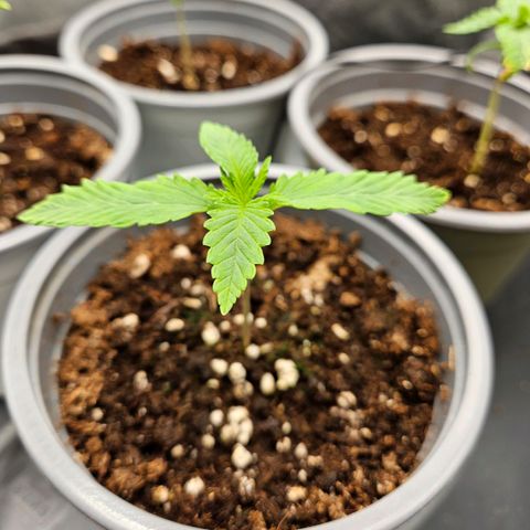 Zkittlez growlog photo: Zkittlez 