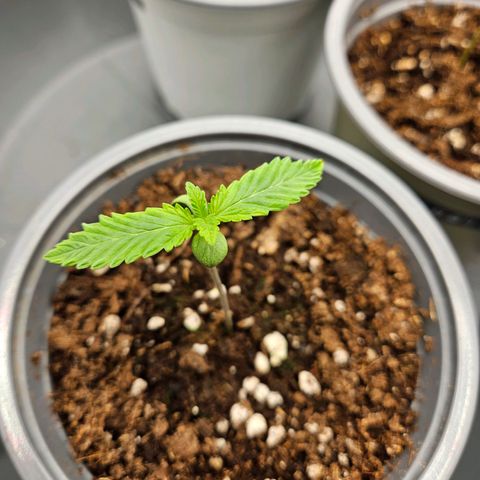 Zkittlez growlog photo: Zkittlez 