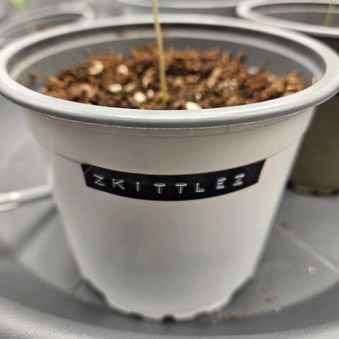 Zkittlez growlog photo: Zkittlez 