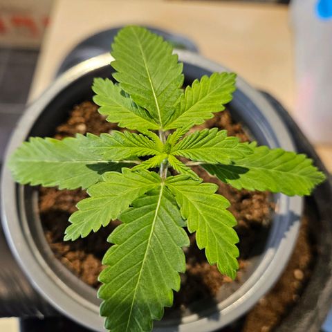 Zkittlez growlog photo: Pflanze wurde heute in den Endtopf, einen 15l Stofftopf, umgetopft. 