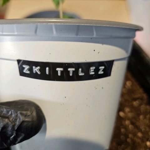 Zkittlez growlog photo: Pflanze wurde heute in den Endtopf, einen 15l Stofftopf, umgetopft. 