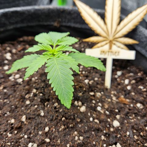 Zkittlez growlog photo: Pflanze wurde heute in den Endtopf, einen 15l Stofftopf, umgetopft. 