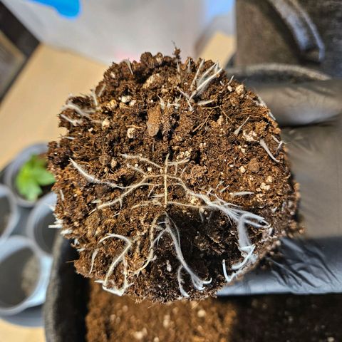 Zkittlez growlog photo: Pflanze wurde heute in den Endtopf, einen 15l Stofftopf, umgetopft. 