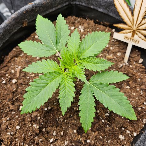 Zkittlez growlog photo: Zkittlez schaut gut aus 👍