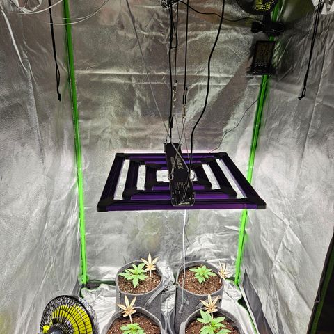 Zkittlez growlog photo: Setup mit zwei High Pro+ Ventilatoren ausgestattet