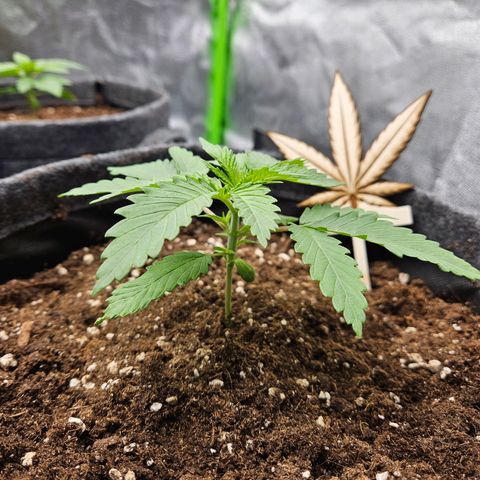 Zkittlez growlog photo: Umtopfen gut über