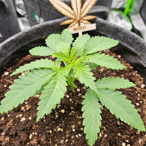 Zkittlez growlog photo: Vor dem Gießen mit SF Nematoden 
