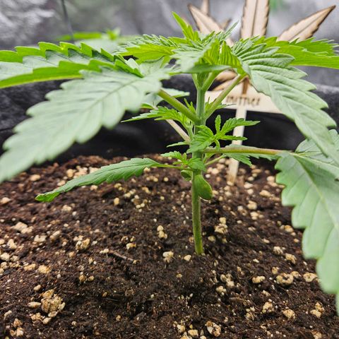 Zkittlez growlog photo: Zkittlez 