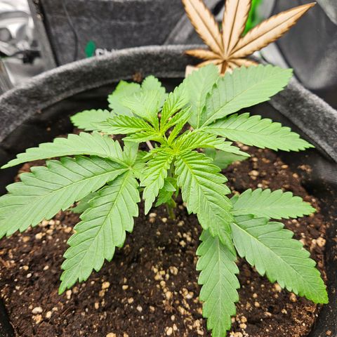 Zkittlez growlog photo: Zkittlez 