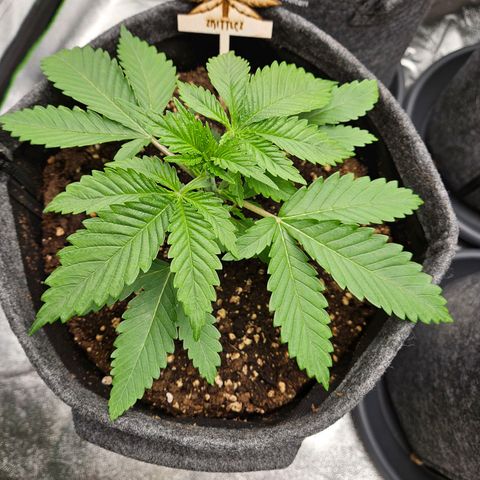 Zkittlez growlog photo: Zkittlez 