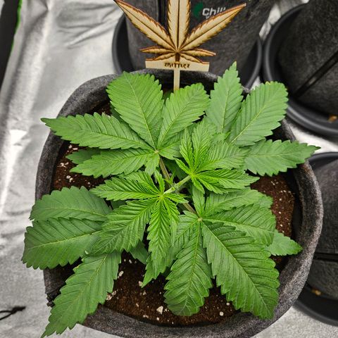 Zkittlez growlog photo: Zkittlez nach dem Toppen