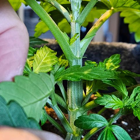 Zkittlez growlog photo: Zkittlez 